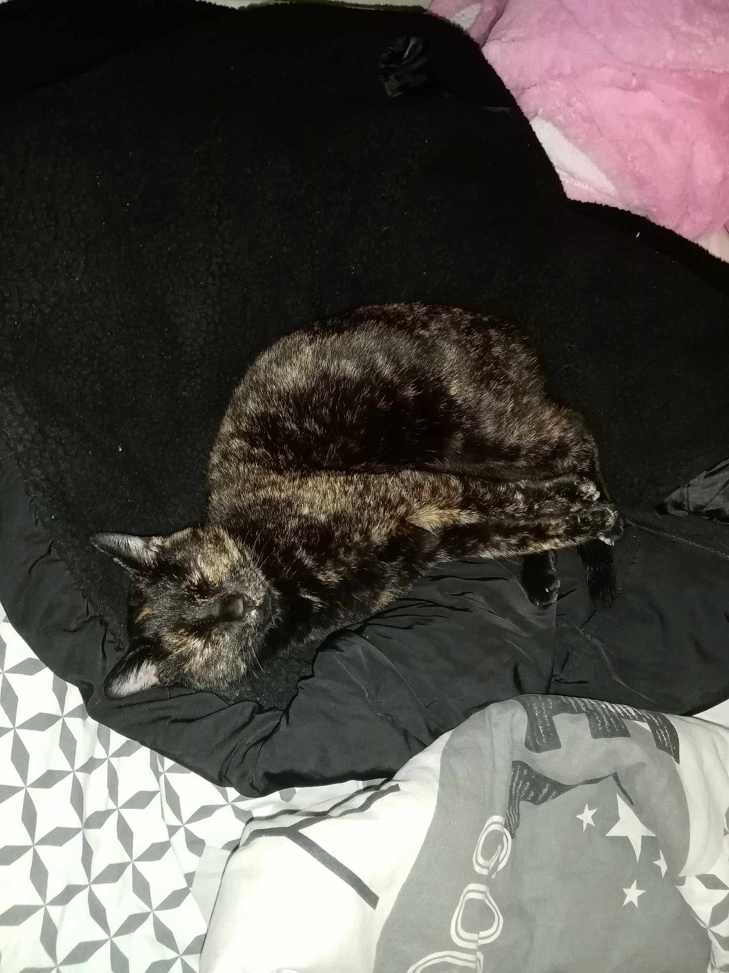 Unaya participe au concours pour gagner de l'argent avec cette photo : cat, tortoiseshell_cat, sleeping, blanket, bed, bedding, pattern, cozy, indoor, pet, fur, relaxed, resting, animal, cute, domestic, feline, soft, comfort, black