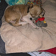 Miss Bee is registered to the contest to win money with this photo: puppy, dog, sleeping, blanket, toy, stuffed_animal, cushion, cozy, fur, small_dog, indoor, resting, cute, brown_dog, soft_texture, animal, pet, nap, comfort, relaxation