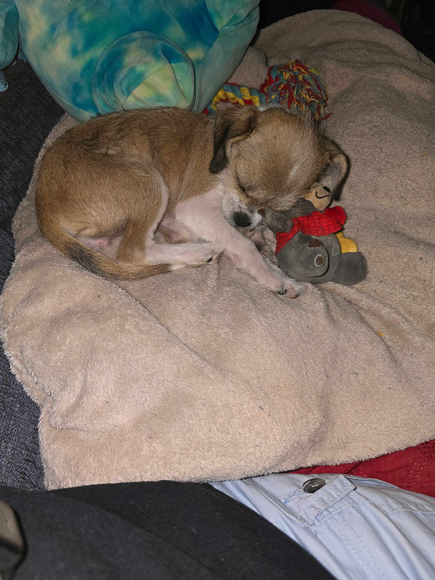 Miss Bee is registered to the contest to win money with this photo: puppy, dog, sleeping, blanket, toy, stuffed_animal, cushion, cozy, fur, small_dog, indoor, resting, cute, brown_dog, soft_texture, animal, pet, nap, comfort, relaxation