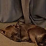 dog, sleeping, brown_dog, cushion, striped, indoor, resting, pet, canine, cozy, nap, curled_up, fur, relaxation, quiet, domestic, animal, ears, closed_eyes, home