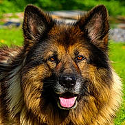 Axel is registered to the contest to win money with this photo: dog, long_hair, fluffy, german_shepherd, portrait, close_up, outdoor, nature, forest, greenery, brown_fur, black_fur, pointed_ears, open_mouth, pink_tongue, happy, sitting, pet, animal, photography