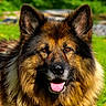 dog, long_hair, fluffy, german_shepherd, portrait, close_up, outdoor, nature, forest, greenery, brown_fur, black_fur, pointed_ears, open_mouth, pink_tongue, happy, sitting, pet, animal, photography