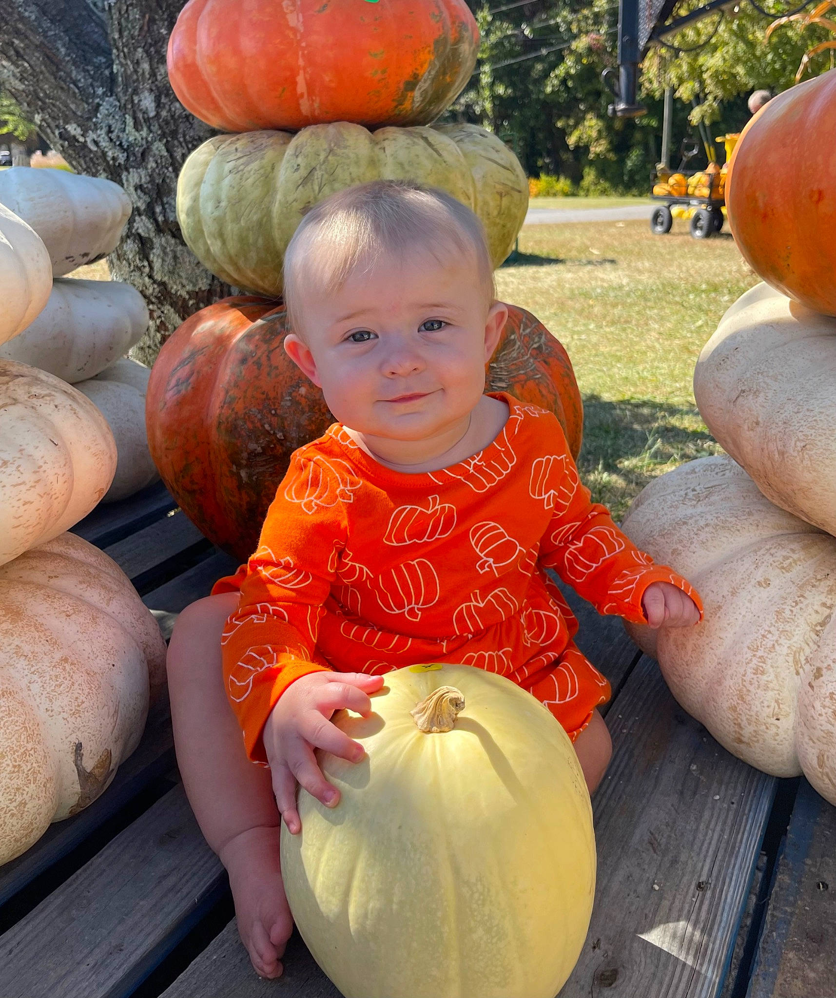 Elsie joined the competition — help win amazing prizes! art, calabaza, cucurbita, fruit, gourd, happy, local_food, natural_foods, orange, organ, person, photograph, plant, pumpkin, sitting, smile, squash, toddler, vegetable, whole_food