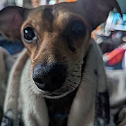 Ralph is registered to the contest to win money with this photo: animal, blanket, brown, close_up, companion, cozy, curious, cute, dog, domestic_animal, ears, face, fur, indoor, mammal, nose, pet, portrait, snout, whiskers