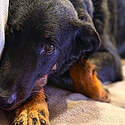 Marlone participe au concours pour gagner de l'argent avec cette photo : animal, black_dog, blanket, canine, close_up, companion, cozy, cute, dog, fur, indoors, paw, pet, portrait, relaxed, resting, sleepy, soft_texture, tan_paw, warm_lighting