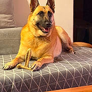 Maia participe au concours pour gagner de l'argent avec cette photo : animal, blanket, chew_toy, couch, cozy, dog, fur, furniture, german_shepherd, happy, home, indoor, living_room, paw, pet, relaxed, smiling, table, toy, wood