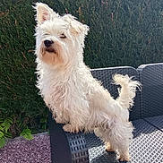 Pilou participe au concours pour gagner de l'argent avec cette photo : dog, white_dog, outdoor, furniture, chair, hedge, sunlight, pet, canine, fur, tail, garden, nature, animal, standing, daylight, grass, portrait, cute, small_dog