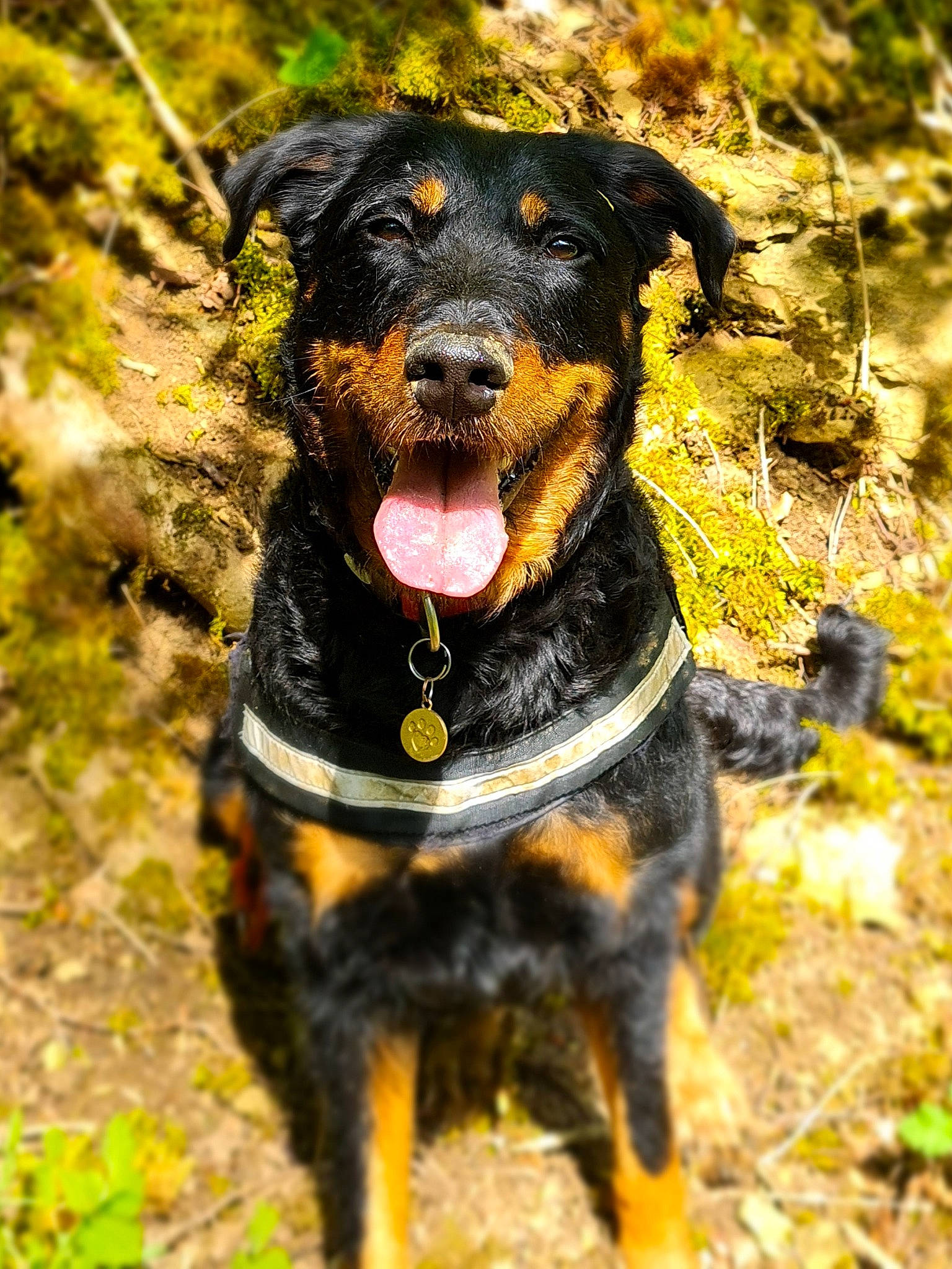 Nouchka participe au concours pour gagner de l'argent avec cette photo : canidae, carnivore, collar, companion_dog, dog, dog_breed, dog_collar, fawn, grass, guard_dog, hunting_dog, plant, snout, sporting_group, terrestrial_animal, working_animal, working_dog