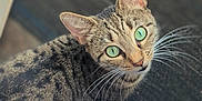 Mark is registered to the contest to win money with this photo: abyssinian, animal, cat, egyptiancat, kitten, manx, pet