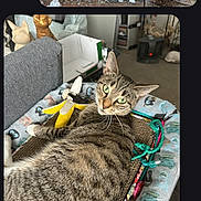 Mark is registered to the contest to win money with this photo: animal, blanket, box, cat, closeup, cozy, curious, decor, feline, furniture, green_eyes, heater, indoor, living_room, pet, relaxed, resting, scratch_pad, tabby, toy
