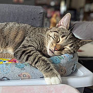 Mark is registered to the contest to win money with this photo: animal, blurred_background, cat, closeup, cozy, cushion, cute, domestic, feline, fur, indoor, napping, paw, pet, relaxation, resting, sleeping, striped, tabby, whiskers