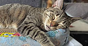 Mark is registered to the contest to win money with this photo: animal, blurred_background, cat, closeup, cozy, cushion, cute, domestic, feline, fur, indoor, napping, paw, pet, relaxation, resting, sleeping, striped, tabby, whiskers