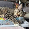 Mark is registered to the contest to win money with this photo: animal, blurred_background, cat, closeup, cozy, cushion, cute, domestic, feline, fur, indoor, napping, paw, pet, relaxation, resting, sleeping, striped, tabby, whiskers