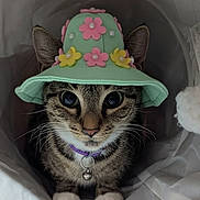 Mark joined the competition — help win amazing prizes! animal, bell, bucket_hat, cat, close_up, curious, cute, flower_decorations, flowers, hat, indoor, pastel_colors, paws, pet, portrait, purple_collar, tabby_cat, tunnel, whiskers, white_background