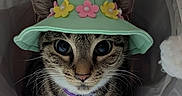 Mark joined the competition — help win amazing prizes! animal, bell, bucket_hat, cat, close_up, curious, cute, flower_decorations, flowers, hat, indoor, pastel_colors, paws, pet, portrait, purple_collar, tabby_cat, tunnel, whiskers, white_background