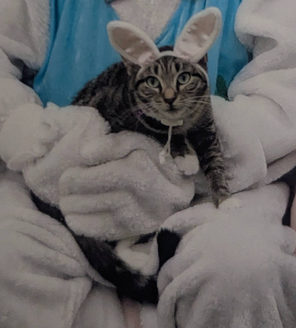 Mark is registered to the contest to win money with this photo: abyssinian, animal, blanket, cat, couch, egyptiancat, face, furniture, head, kitten, manx, person, pet, photography, portrait, quilt, rock, sleeping, towel, white