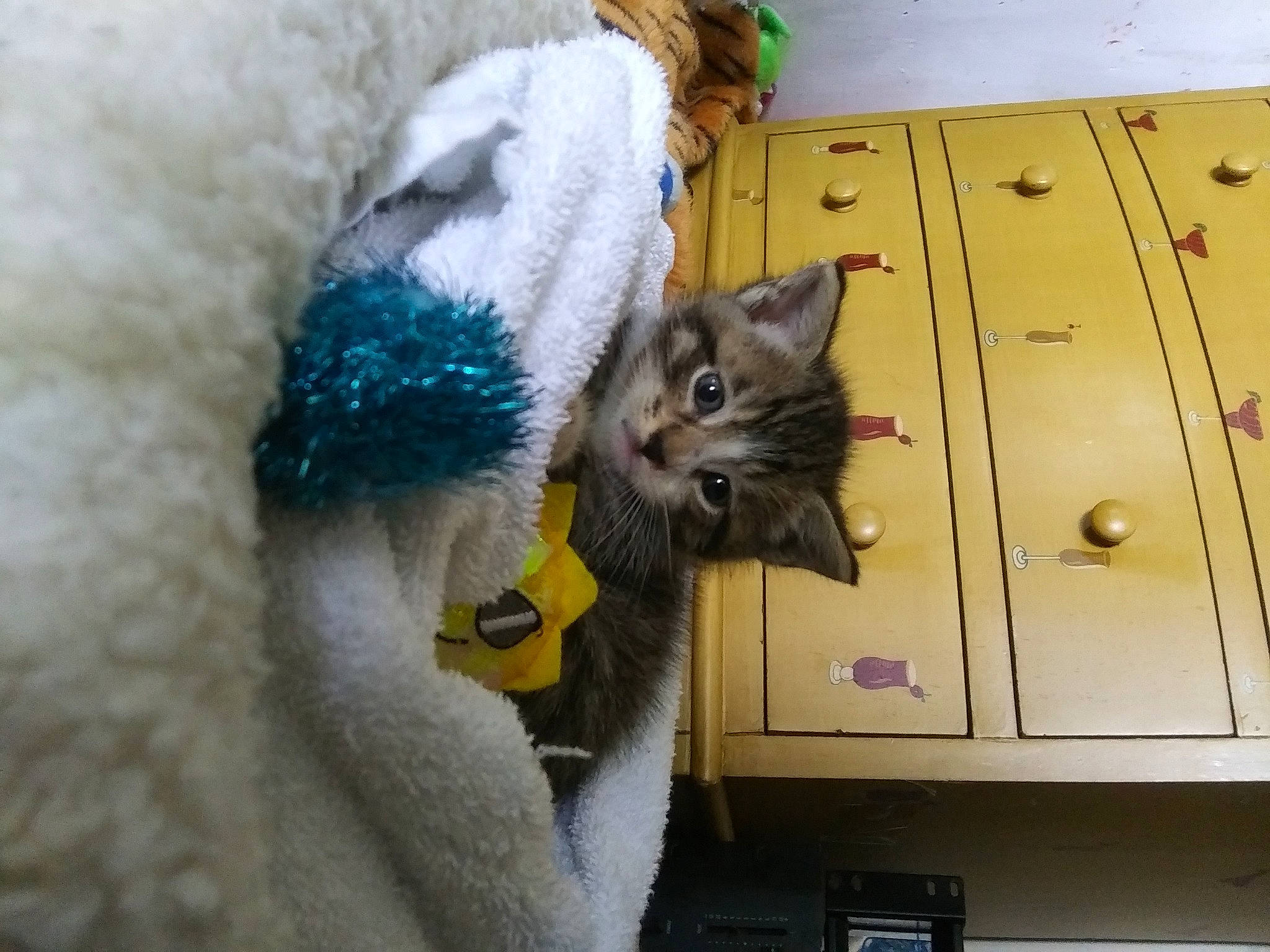 Timmy is registered to the contest to win money with this photo: box, cabinetry, carnivore, cat, chest, chest_of_drawers, chiffonier, drawer, felidae, fur, kitten, locker, pet_supply, plush, small_to_medium_sized_cats, stuffed_toy, toy, vertebrate, whiskers, wood_stain