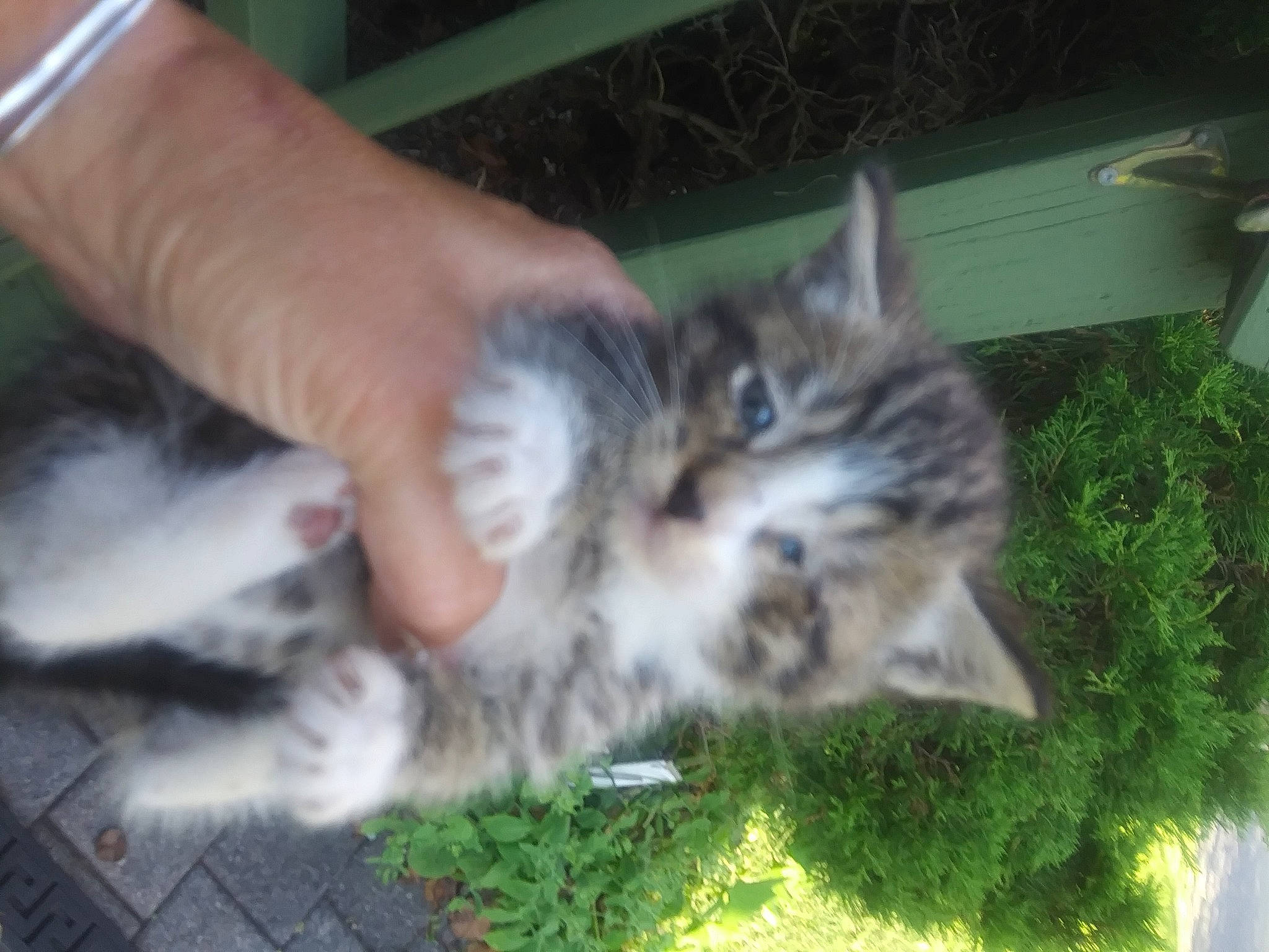 Timmy is registered to the contest to win money with this photo: carnivore, cat, felidae, fur, human, kitten, mammal, nail, skin, small_to_medium_sized_cats, tail, toe, vertebrate, whiskers