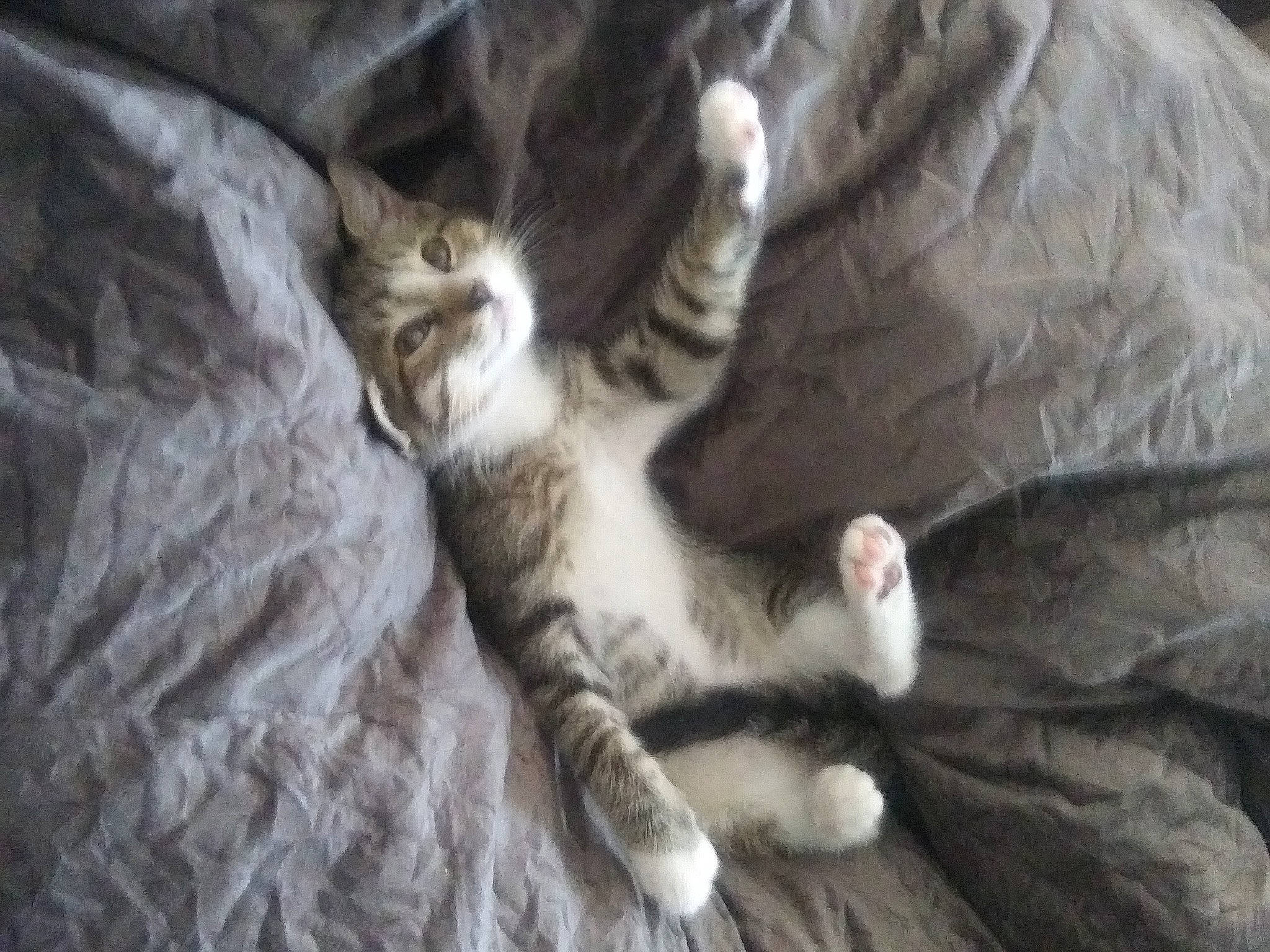 Timmy is registered to the contest to win money with this photo: carnivore, cat, comfort, domestic_short_haired_cat, felidae, fur, paw, small_to_medium_sized_cats, tail, terrestrial_animal, vertebrate, whiskers