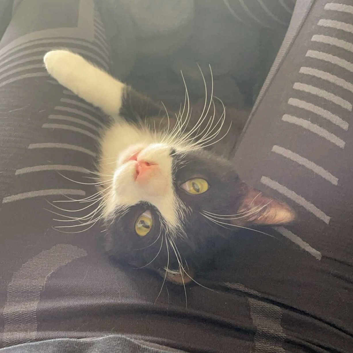 Sirius a rejoint le concours — aidez-le/la à gagner de superbes lots ! angora, animal, blanket, cat, couch, cushion, furniture, homedecor, kitten, manx, person, pet, sleeping