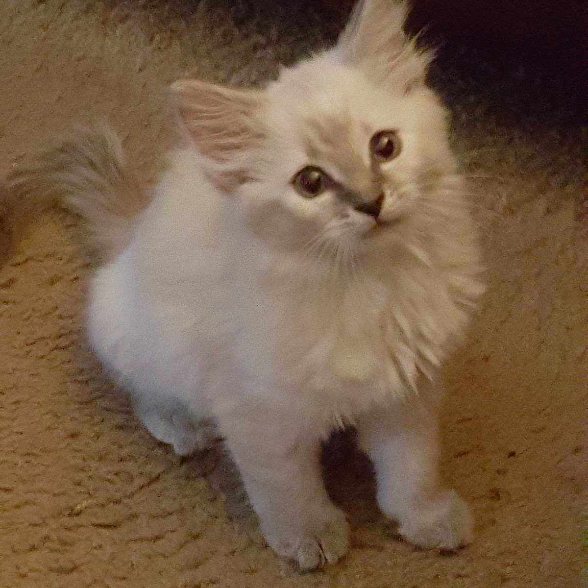 Princess Jazmine Skye