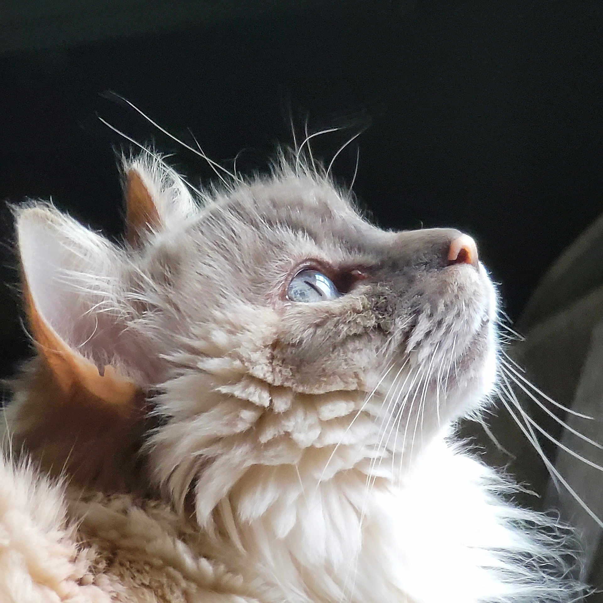 Jazmine Skye joined the competition — help win amazing prizes! animal, cat, close_up, curious, cute, domestic_cat, ears, feline, fluffy, indoor, light, looking_up, muzzle, pet, portrait, shadow, side_profile, soft_fur, whiskers, young_cat