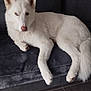 Yago participe au concours pour gagner de l'argent avec cette photo : dog, white_dog, husky, heterochromia, blue_eye, brown_eye, pet, indoor, couch, furniture, relaxing, canine, animal, fur, portrait, looking_at_camera, floor, tile_floor, domestic_animal, resting