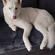 Yago participe au concours pour gagner de l'argent avec cette photo : dog, white_dog, husky, heterochromia, blue_eye, brown_eye, pet, indoor, couch, furniture, relaxing, canine, animal, fur, portrait, looking_at_camera, floor, tile_floor, domestic_animal, resting