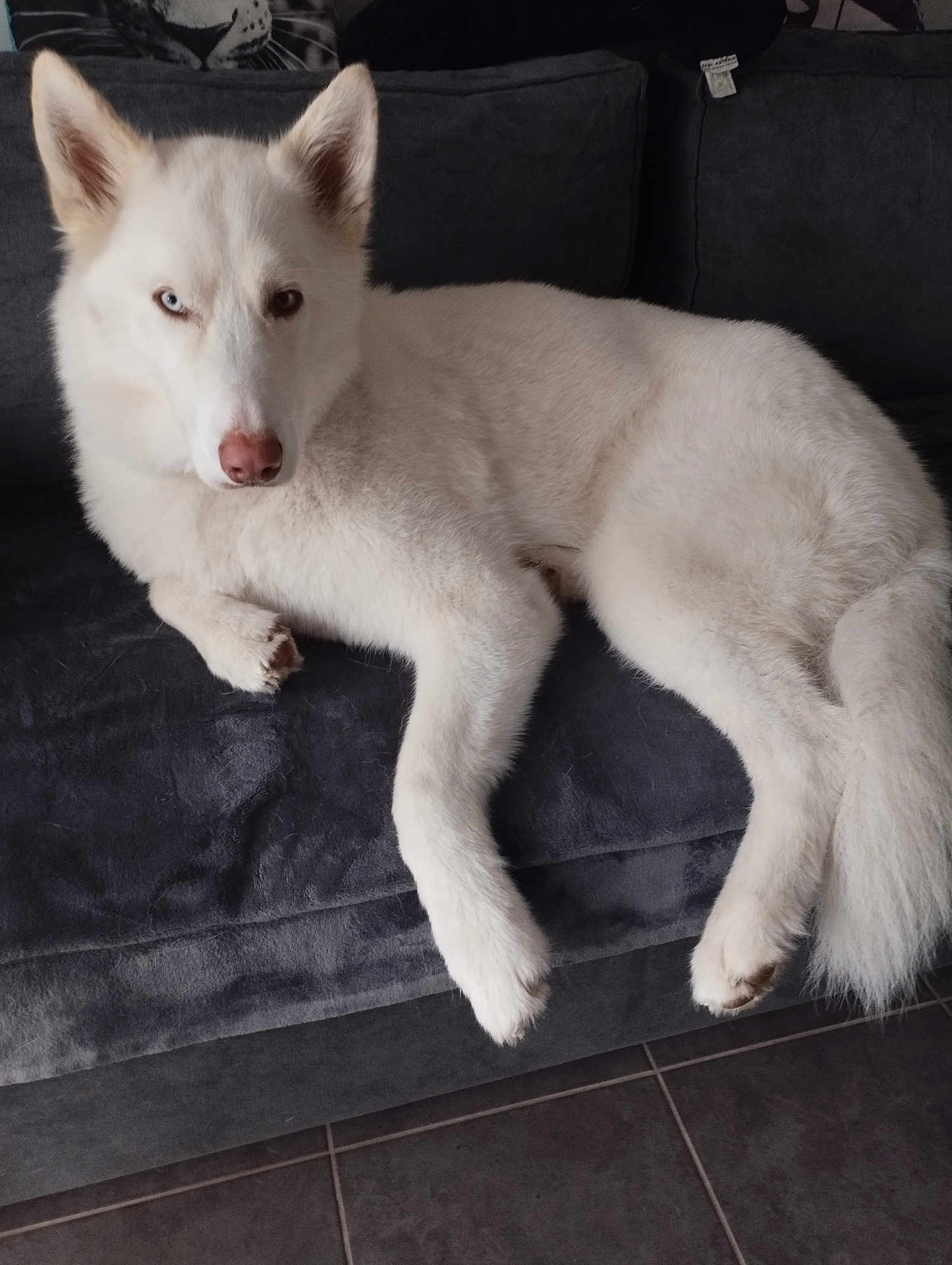 Yago participe au concours pour gagner de l'argent avec cette photo : dog, white_dog, husky, heterochromia, blue_eye, brown_eye, pet, indoor, couch, furniture, relaxing, canine, animal, fur, portrait, looking_at_camera, floor, tile_floor, domestic_animal, resting