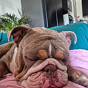 Helios participe au concours pour gagner de l'argent avec cette photo : bulldog, dog, sleeping, pet, wrinkles, tongue, indoor, couch, blanket, cozy, relaxing, closeup, face, paw, fur, home, plant, living_room, rest, cute