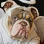 bulldog, dog, costume, angel, halo, wings, white_robe, pet, portrait, cute, animal, indoor, closeup, brown, wrinkles, ears, paw, expression, furry, adorable