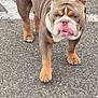 dog, bulldog, pet, animal, standing, asphalt, parking_lot, tongue_out, wrinkles, fur, muscular, outdoor, grumpy, canine, short_hair, brown_fur, white_fur, gray_fur, pavement, street
