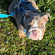 Helios a rejoint le concours — aidez-le/la à gagner de superbes lots ! animal, blue_harness, bulldog, canine, cute, daytime, dog, flowers, green_grass, leash, looking_up, nature, outdoor, pet, playful, puppy, small, summer, sunlight, young