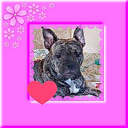 Lanna participe au concours pour gagner de l'argent avec cette photo : dog, brindle, pet, bed, floral_bedspread, pink_border, heart, flowers, ears, resting, indoors, cute, animal, portrait, furniture, cozy, canine, love, decorative, relaxed