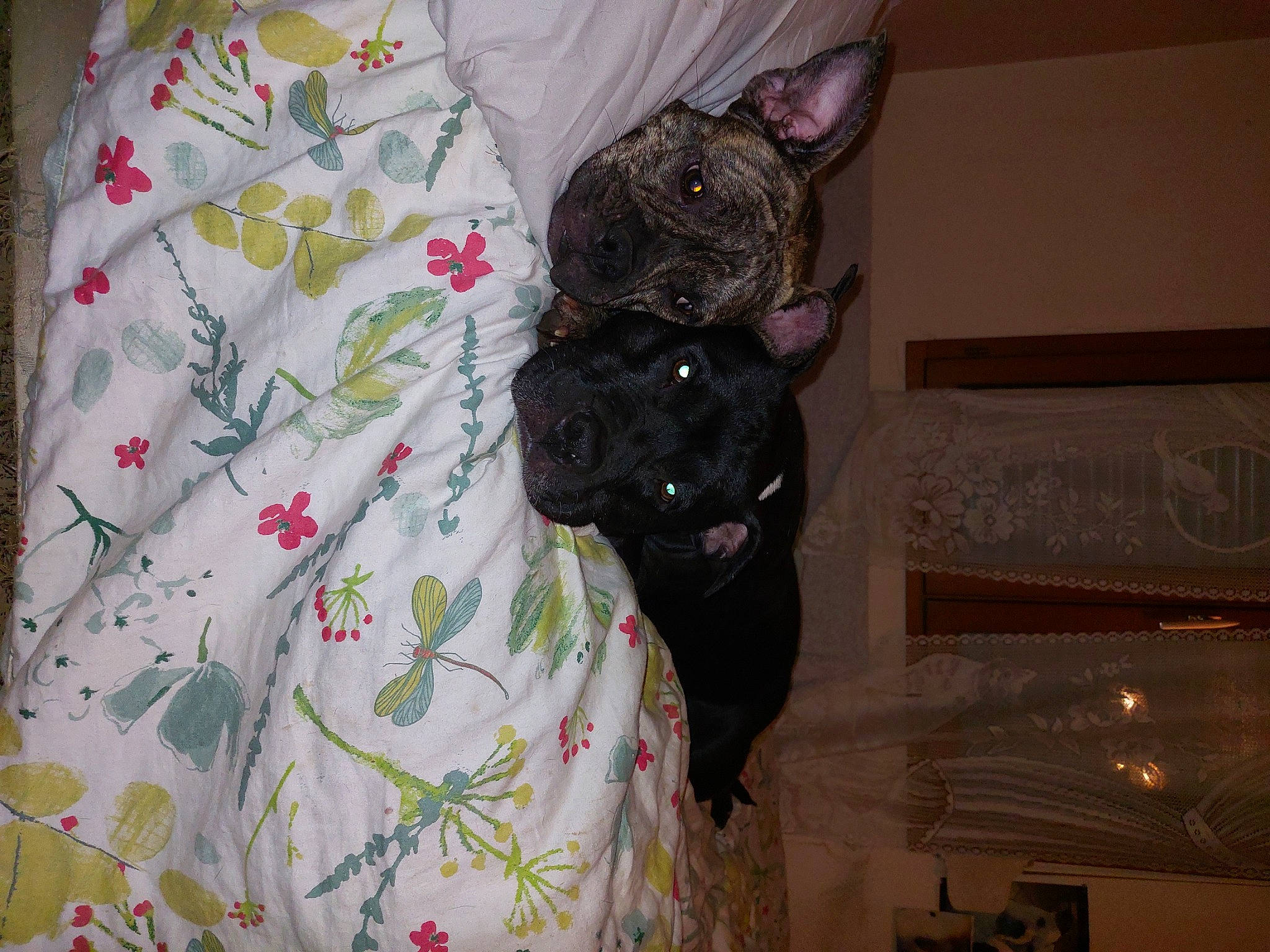 Lenox participe au concours pour gagner de l'argent avec cette photo : canidae, carnivore, collar, companion_dog, dog, dog_breed, dog_supply, fawn, felidae, linens, pattern, pet_supply, room, sleeve, small_to_medium_sized_cats, sporting_group, tail, toy_dog, whiskers, working_animal