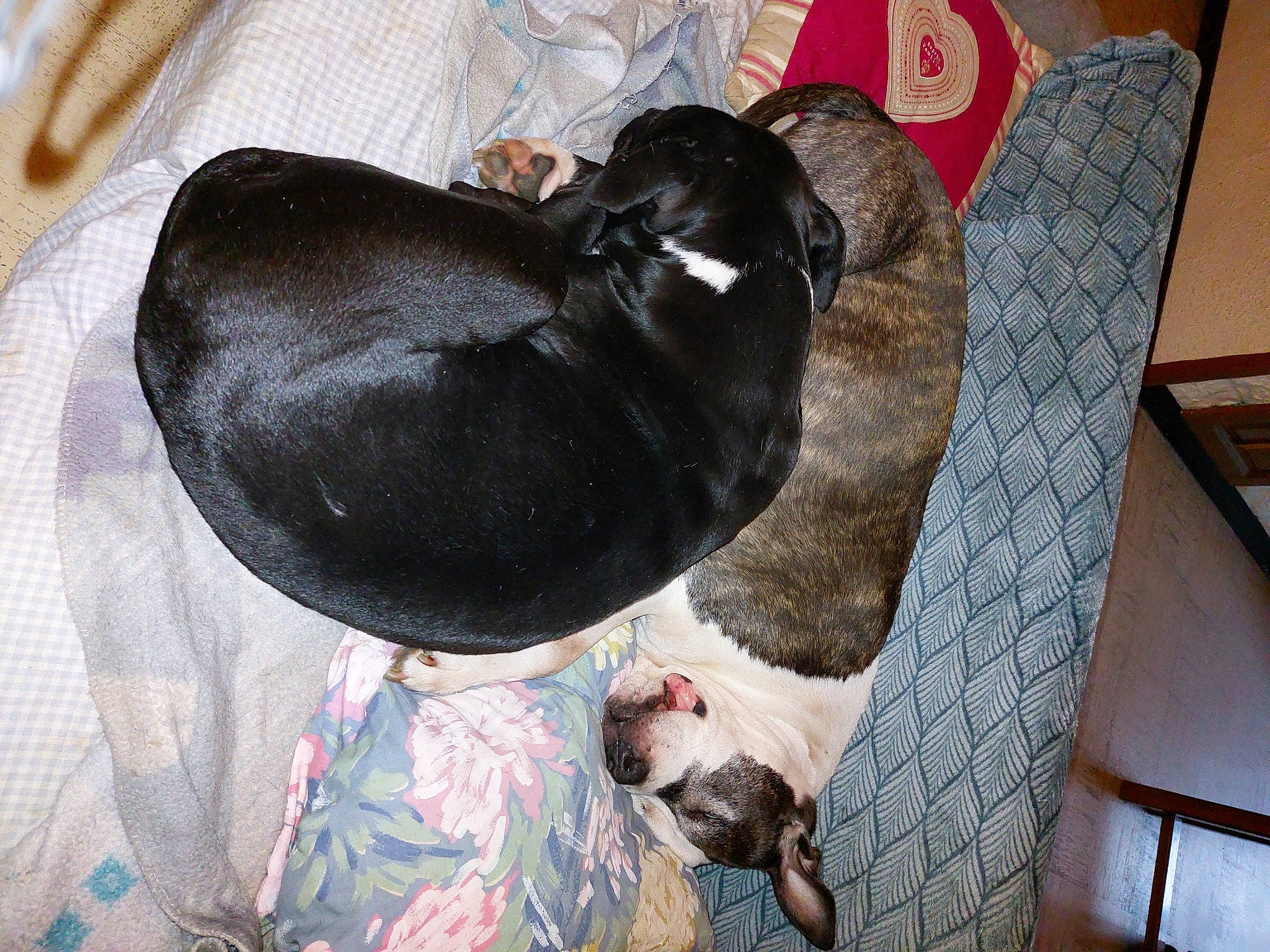 Lenox a rejoint le concours — aidez-le/la à gagner de superbes lots ! canidae, carnivore, collar, comfort, companion_dog, dog, dog_breed, dog_supply, fawn, felidae, fur, liver, nap, pet_supply, small_to_medium_sized_cats, snout, sporting_group, tail, whiskers, working_animal