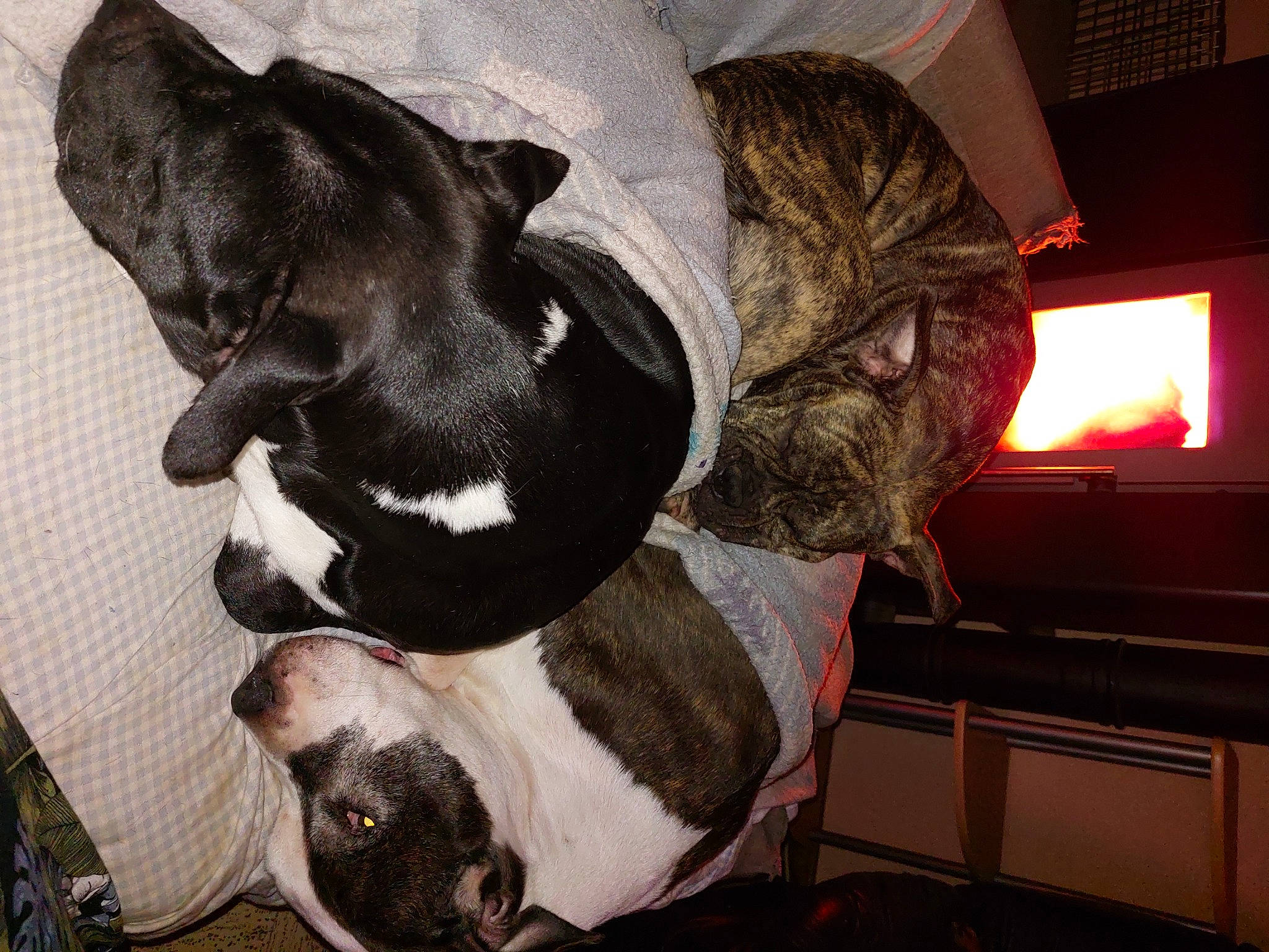 Lenox participe au concours pour gagner de l'argent avec cette photo : bulldog, canidae, carnivore, comfort, companion_dog, dog, dog_breed, fawn, fur, gas, mammal, non_sporting_group, snout, sporting_group, tail, terrestrial_animal, vertebrate, whiskers, working_animal