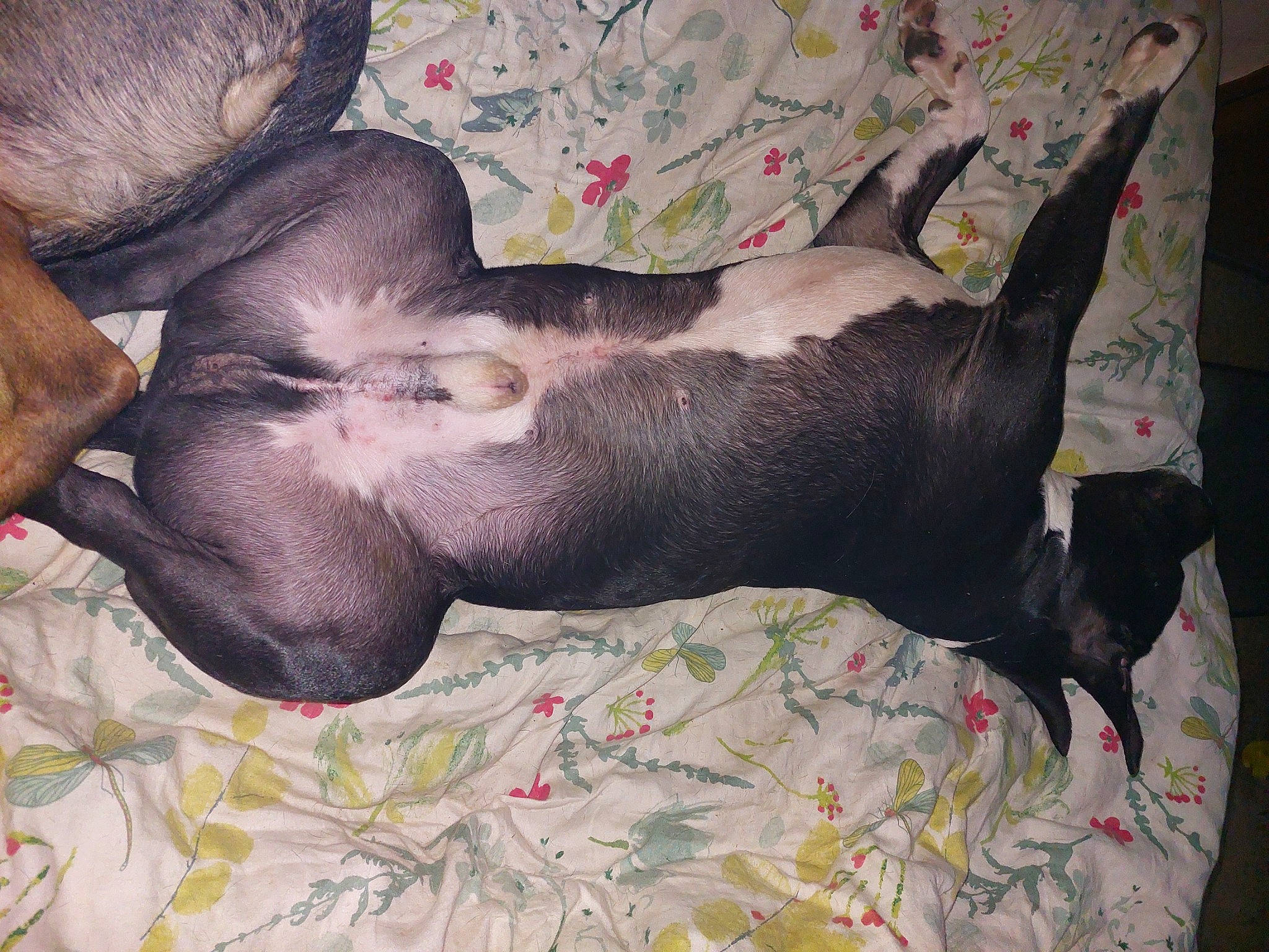 Lenox a rejoint le concours — aidez-le/la à gagner de superbes lots ! art, carnivore, comfort, companion_dog, couch, dog, dog_breed, fawn, guard_dog, linens, liver, nap, non_sporting_group, painting, sporting_group, tail, terrestrial_animal, visual_arts, working_animal