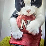 Nugget is registered to the contest to win money with this photo: animal, black_and_white, cap, cat, close_up, cute, face, feline, fun, grip, hat, headwear, indoor, paws, person, pet, playful, portrait, whiskers, yellow_shirt