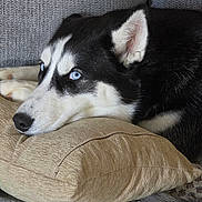 Baïko participe au concours pour gagner de l'argent avec cette photo : dog, husky, siberian_husky, black_and_white, blue_eyes, sleepy, resting, lying_down, pillow, couch, indoors, portrait, close_up, fur, pet, canine, relaxed, comfortable, home, photography