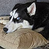 dog, husky, siberian_husky, black_and_white, blue_eyes, sleepy, resting, lying_down, pillow, couch, indoors, portrait, close_up, fur, pet, canine, relaxed, comfortable, home, photography