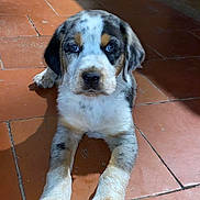 Balou a rejoint le concours — aidez-le/la à gagner de superbes lots ! puppy, dog, blue_eyes, tile_floor, indoor, brown, white, black, pet, young_dog, animal, cute, laying_down, front_paws, looking_at_camera, fur, ears, snout, nose, shadow