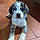 Balou