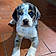 Balou