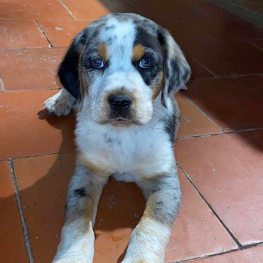 Balou