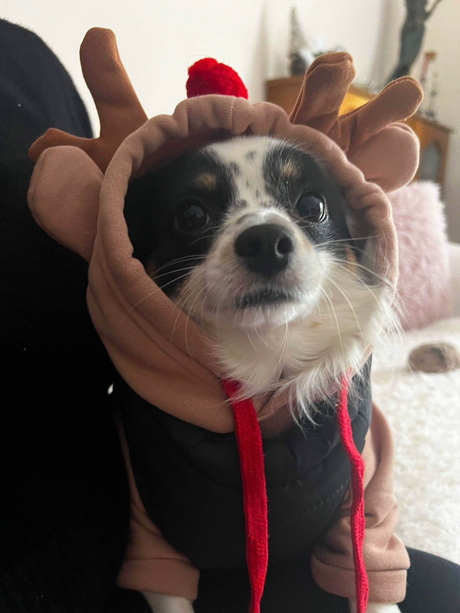 Chico a rejoint le concours — aidez-le/la à gagner de superbes lots ! carnivore, companion_dog, dog, dog_breed, dress, ear, eye, eyewear, fawn, gesture, glasses, happy, personal_protective_equipment, snout, sporting_group, sunglasses, toy, toy_dog, whiskers, working_animal