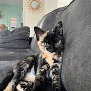 Annette a rejoint le concours — aidez-le/la à gagner de superbes lots ! kitten, cat, tortoiseshell, couch, remote_control, indoor, pet, feline, animal, resting, living_room, fur, paw, cute, young, domestic, cozy, curious, relaxed, home
