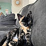 kitten, cat, tortoiseshell, couch, remote_control, indoor, pet, feline, animal, resting, living_room, fur, paw, cute, young, domestic, cozy, curious, relaxed, home