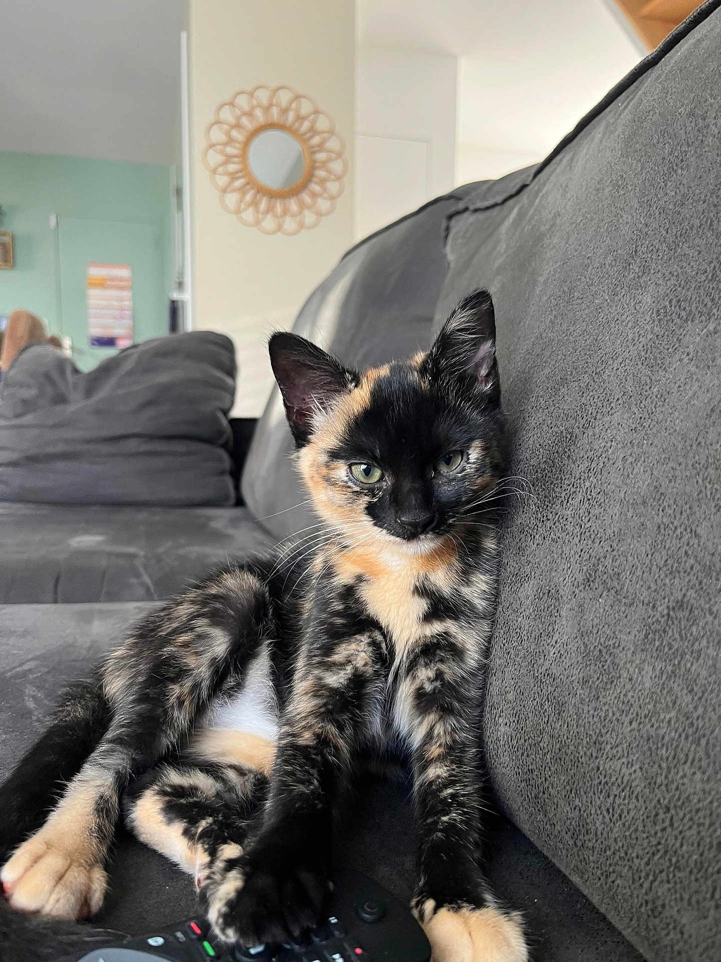 Annette a rejoint le concours — aidez-le/la à gagner de superbes lots ! kitten, cat, tortoiseshell, couch, remote_control, indoor, pet, feline, animal, resting, living_room, fur, paw, cute, young, domestic, cozy, curious, relaxed, home