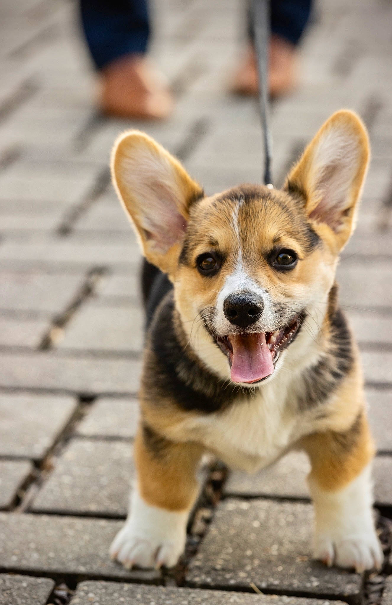 Douglas Fur is registered to the contest to win money with this photo: canidae, carnivore, city, collar, companion_dog, dog, dog_breed, fawn, fur, leash, paw, puppy, road, road_surface, sporting_group, street, street_dog, terrestrial_animal, whiskers, working_dog